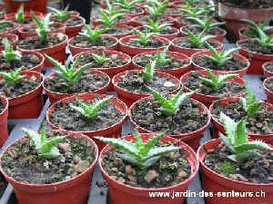 aloes_1