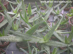 aloes_2
