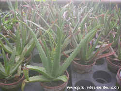 aloes_3