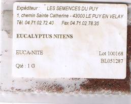 eucaliytus_10